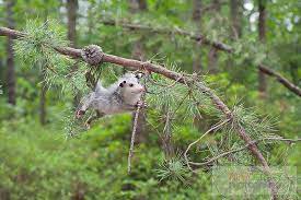 36 Awesome Possums And Opossums Opossum Awesome Possum Possum