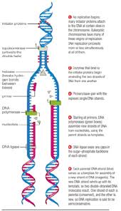 • dna replication • build a protein. Review Figures 8 12 And 8 13 In Cells The Primers For Dna Synthesis Are Short Strands Of Rna So Each Newly Synthesized Strand Of Dna Has A Segment Of Rna Al Its 5 End