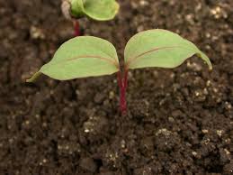 Maybe you would like to learn more about one of these? Ohio Weedguide