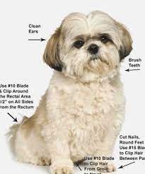 Professional Diy Pet Grooming Paid Link Click Image To Review More Details Puppygrooming Dogs In 2021 Shih Tzu Grooming Dog Grooming Styles Puppy Grooming