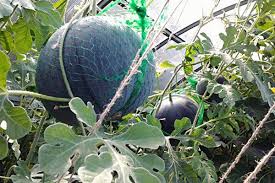 Watermelon is low in calories but high in antioxidants, electrolytes, and water, making it a perfect summer snack. Watermelon Planting Care And Cultivation How To Grow Watermelons In The Open Field Proper Care Of Watermelons In The Ground