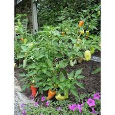 Some bonnie plants varieties may not be available in your local area, due to different variables in certain regions. Bonnie Plants 19 3 Oz Gypsy Pepper Plant 3700 The Home Depot