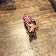 Places asheville, north carolina pet serviceveterinary surgeon all pets animal hospital & rehabilitation center. All Pets Animal Hospital Rehabilitation Center Home Facebook