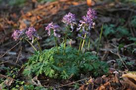 Some corydalis, especially yellow varieties (c. Corydalis Care Information On Growing Blue Or Yellow Corydalis