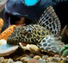 Can Plecos Live In Outdoor Ponds Cold Water Plecos Pond Informer