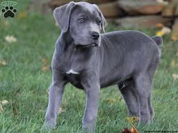 Black Blue Cane Corso Puppies For Sale Silver Cane Corso Mastiff Puppies Cane Corso Cute Baby Animals