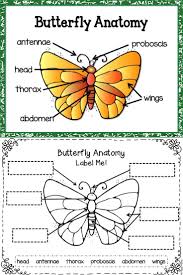 Butterfly Life Cycle Life Science Lessons Life Cycles Butterfly Life Cycle