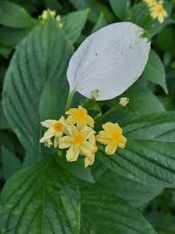 Image result for Mussaenda