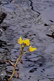 Image result for Volusia resupinata