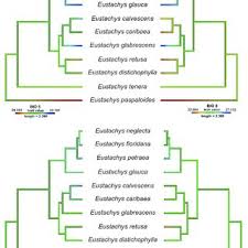 Image result for Eustachys paspaloides