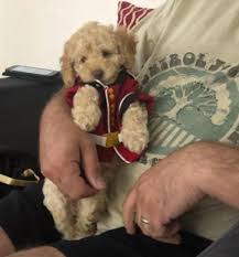 Golden doodle puppies for sale. Tom Warren On Twitter Puppy Costumes Have Gone Next Level