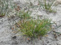 Image result for Isolepis setacea