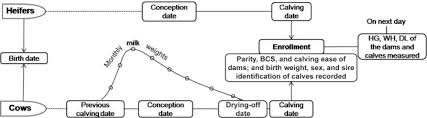 age at calving in heifers and level of milk production