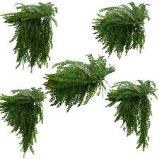 Image result for Phyllanthus muellerianus