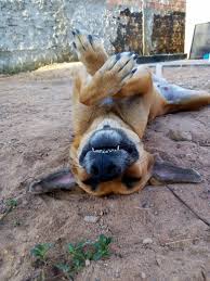 Discover and share the best gifs on tenor. Magrela Vulgo Cachorro Caramelo Pics