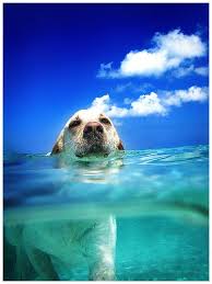 Egy kis nevetés sosem árt. Igy Lazitanak A Medenceben Es A Strandon A Kutyusok Vicces Kepek Nlc