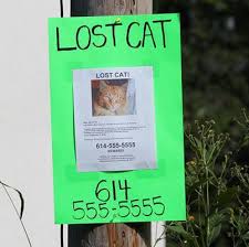 Has your cat ever gone missing? Lost Cat Action Plan Pet Fbi