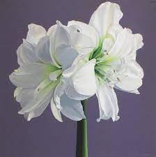 Amaryllis Painting Flower Painting White Flower Art Etsy Amaryllis Painting Flower Painting Amaryllis