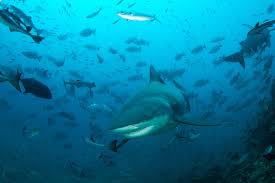 Powerhead Spearfishing Get More Bang For Your Buck Max Spearfishing