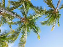 Christina Cannova (christinaell95@)