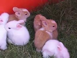 Mixed Breed Different Quality Baby Rabbits For Sale Baby Rabbits For Sale Rabbits For Sale Mixed Breed