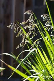 Image result for Alchornea occidentalis