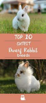 Top 10 Dwarf Rabbit Breeds With Pictures Rabbit Breeds Dwarf Rabbit Pet Rabbit