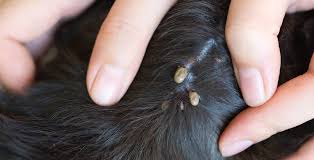 We did not find results for: Doodle Dog Tick Removal Goldendoodles Labradoodles And More