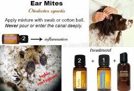 Pin On Doterra Essential Oils