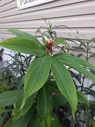 Image result for Vitex thyrsiflora