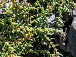 Image result for Suaeda plumosa