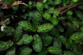 Image result for Elatostema monticola
