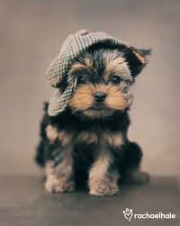 Black And Tan Yorkie Full Grown Maxwell Yorkshire Terrier Puppy How Can You Put A Cap On Cuteness Wonders Maxwell Baby Dogs Yorkshire Terrier Puppies Animals