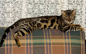 Unlike most house cats, they like. Bengal Cat Breeders Australia Bengal Kittens For Sale Bengal Kitten Bengal Cat Bengal Kittens For Sale