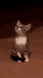 Le Chocolat Movie Gifs Tenor