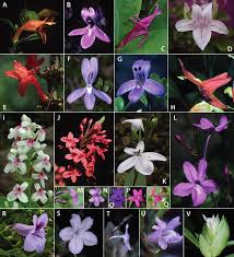 Image result for Anisotes formosissimus