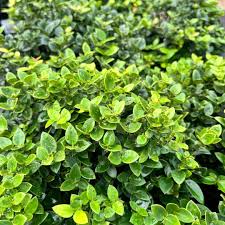 Image result for Carissa bispinosa