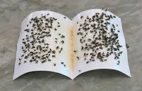 Since we still don't want to breathe in any of it we had to. 5 Easy Homemade Fly Traps Lovetoknow
