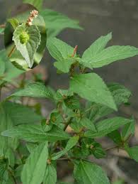 Image result for Acalypha lanceolata