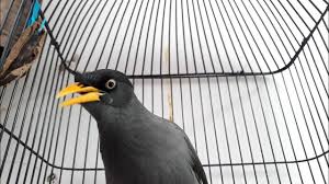 Selecting the correct version will make the pikat jalak kebo offline app work better, faster, use less battery. 7 Daftar Harga Burung Jalak Kebo Di Indonesia Dan Cara Merawatnya