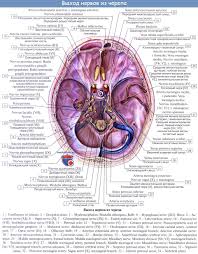 Анатомия: Черепные нервы, nn. craniales (encephalici).