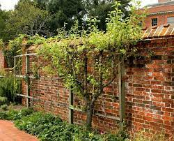 We did not find results for: Espalier Trees Plants Espaliering The Old Farmer S Almanac