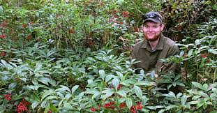 Image result for Ardisia