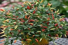 Cara menanam cili terdapat pelbagai jenis lada, beberapa lebih pedas daripada yang lain. 3 Cara Menanam Cabe Agar Cepat Berbuah Paling Mudah Ilmubudidaya Com