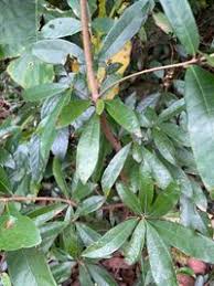 Image result for Lauraceae