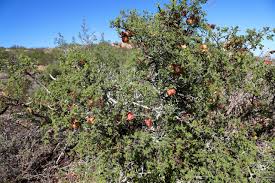 Image result for Erythrophysa