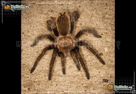 Texas Brown Tarantula