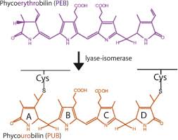 Alibaba.com offers 849 xcalibur products. Mpev Is A Lyase Isomerase That Ligates A Doubly Linked Phycourobilin On The B Subunit Of Phycoerythrin I And Ii In Marine Synechococcus Journal Of Biological Chemistry