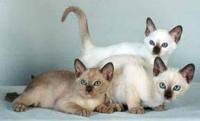tonkinese ozellikleri