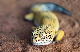 Изучайте релизы the animals на discogs. 100 Best Gecko Names Ideas For Your Crested Pet Lizard My Pet S Name